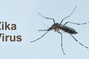 Trudnice bezbjedne: Zika virusa nema u Crnoj Gori